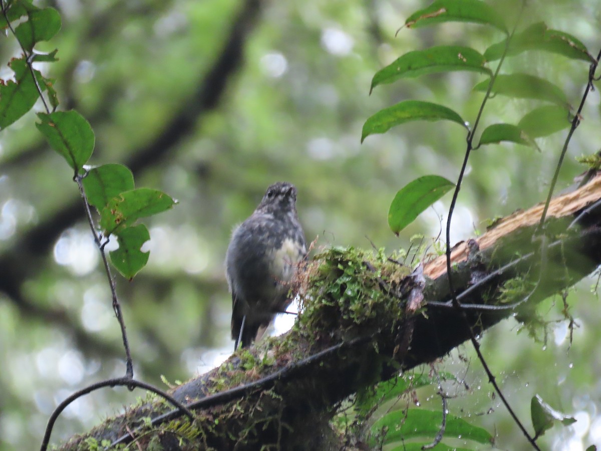 North Island Robin - Jeff Hopkins