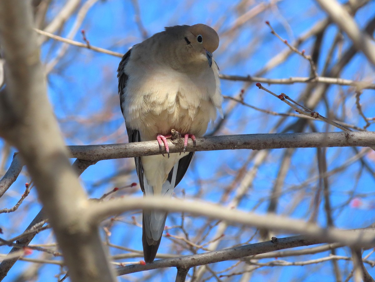 Mourning Dove - Charles Henrikson