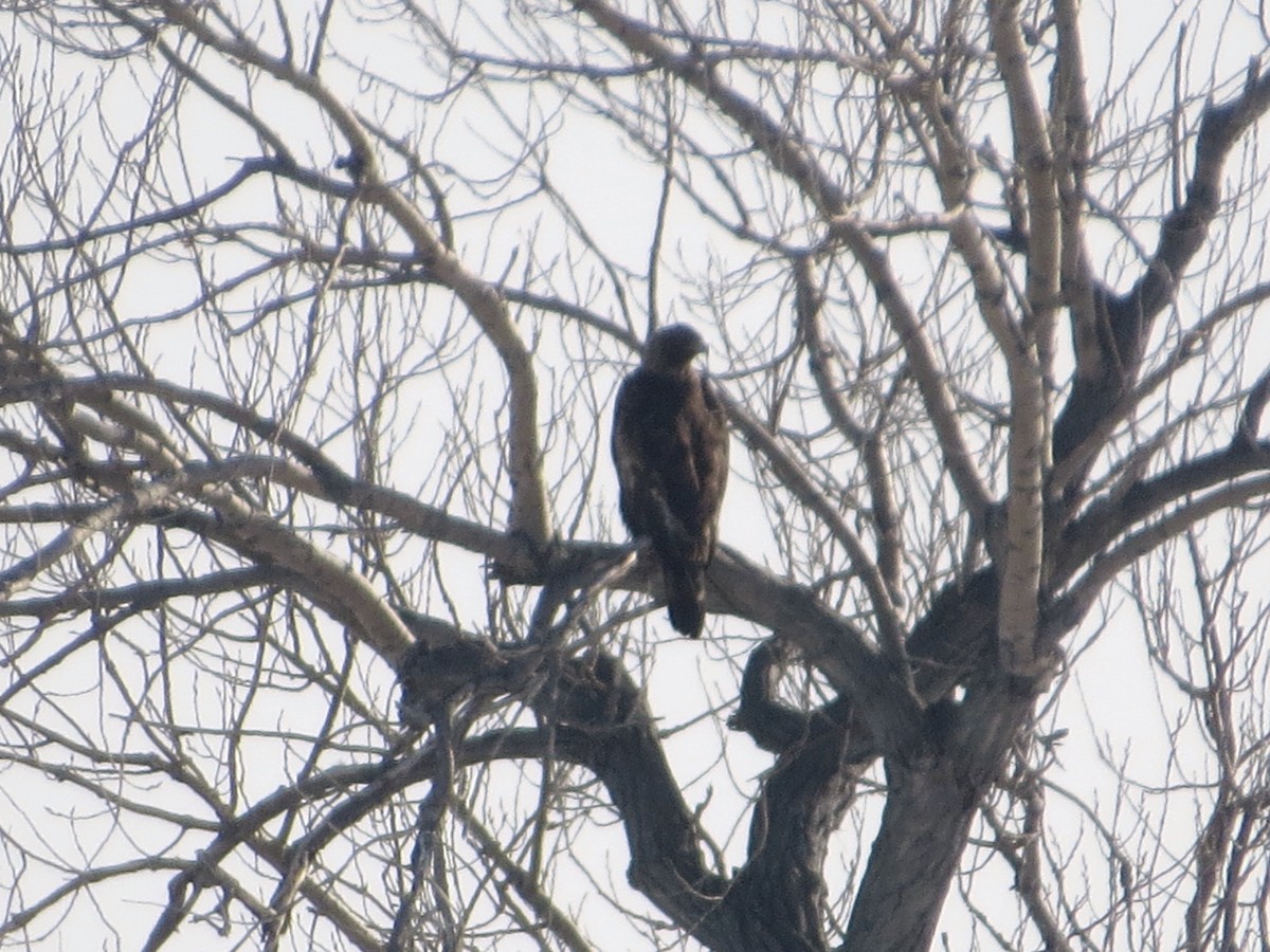 Golden Eagle - ML537246881