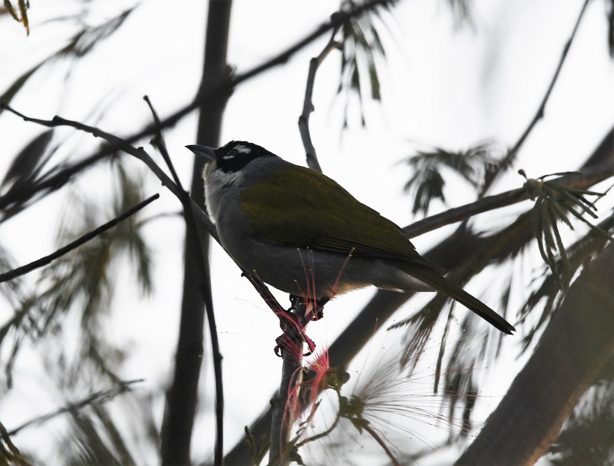 Black-crowned Palm-Tanager - ML537247131