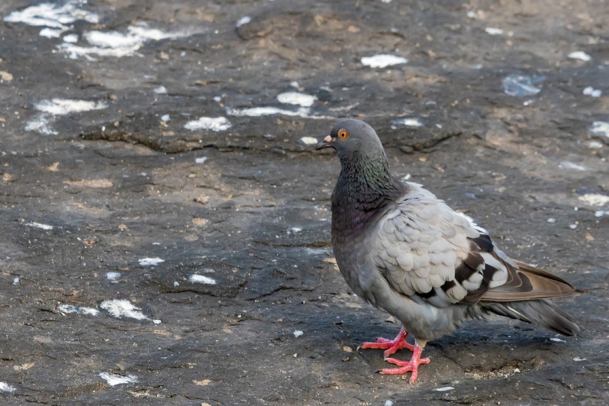 Rock Pigeon (Feral Pigeon) - ML537247281