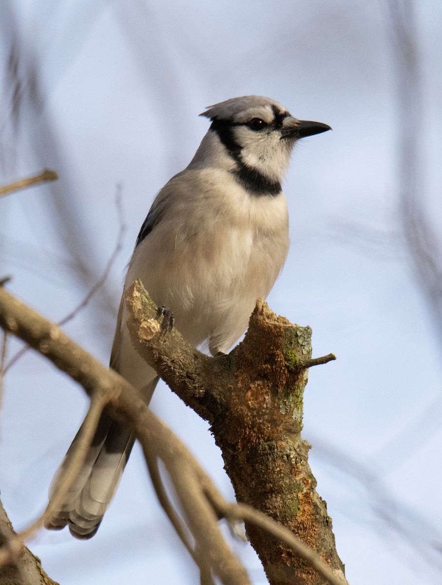 Blue Jay - ML537247861