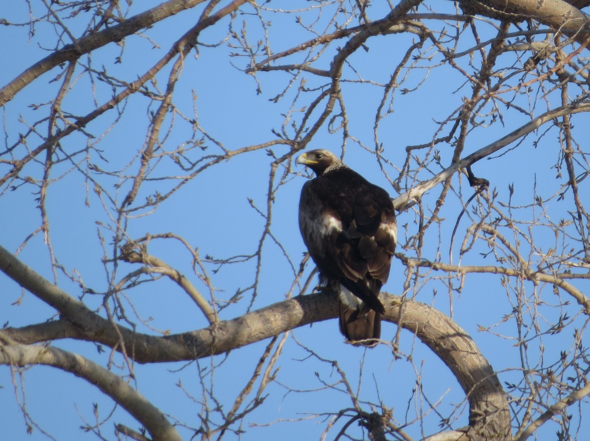 Golden Eagle - ML537249111