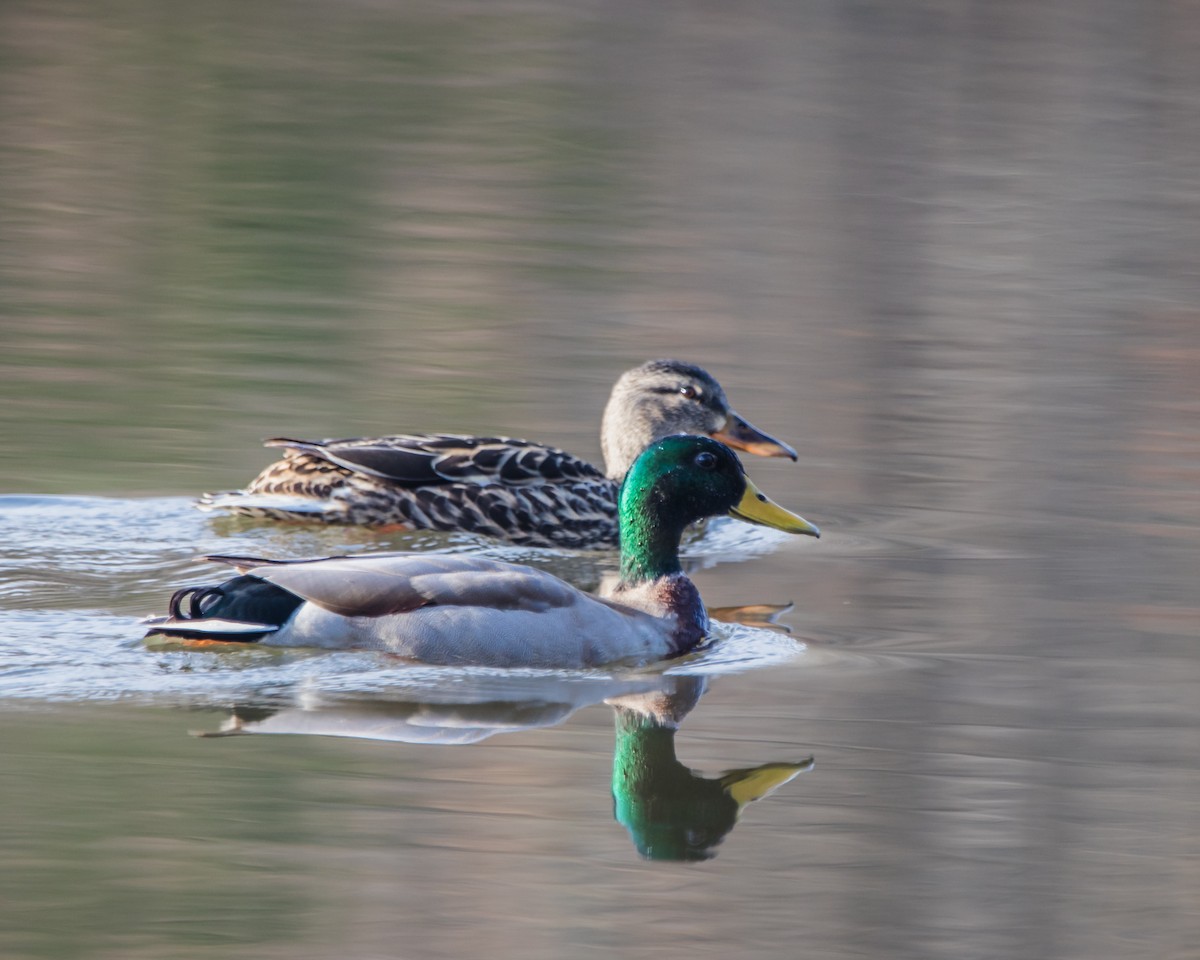 Mallard - ML537249501