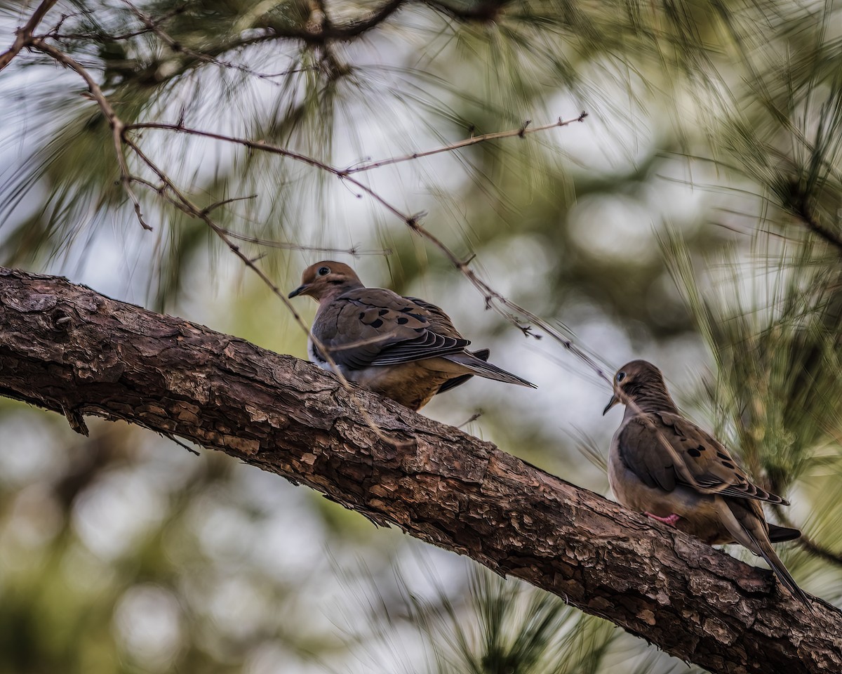 Mourning Dove - ML537249671