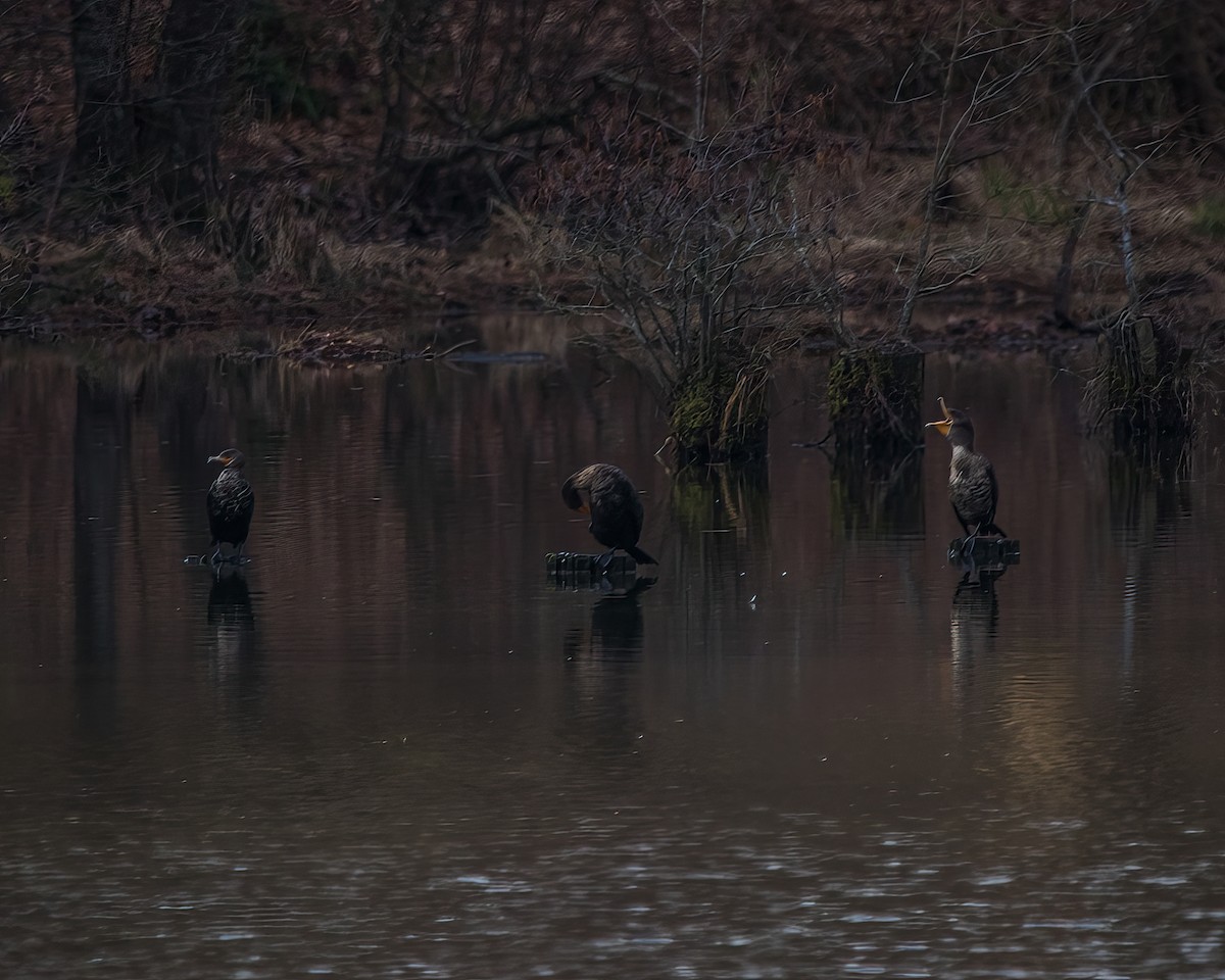Double-crested Cormorant - ML537249801