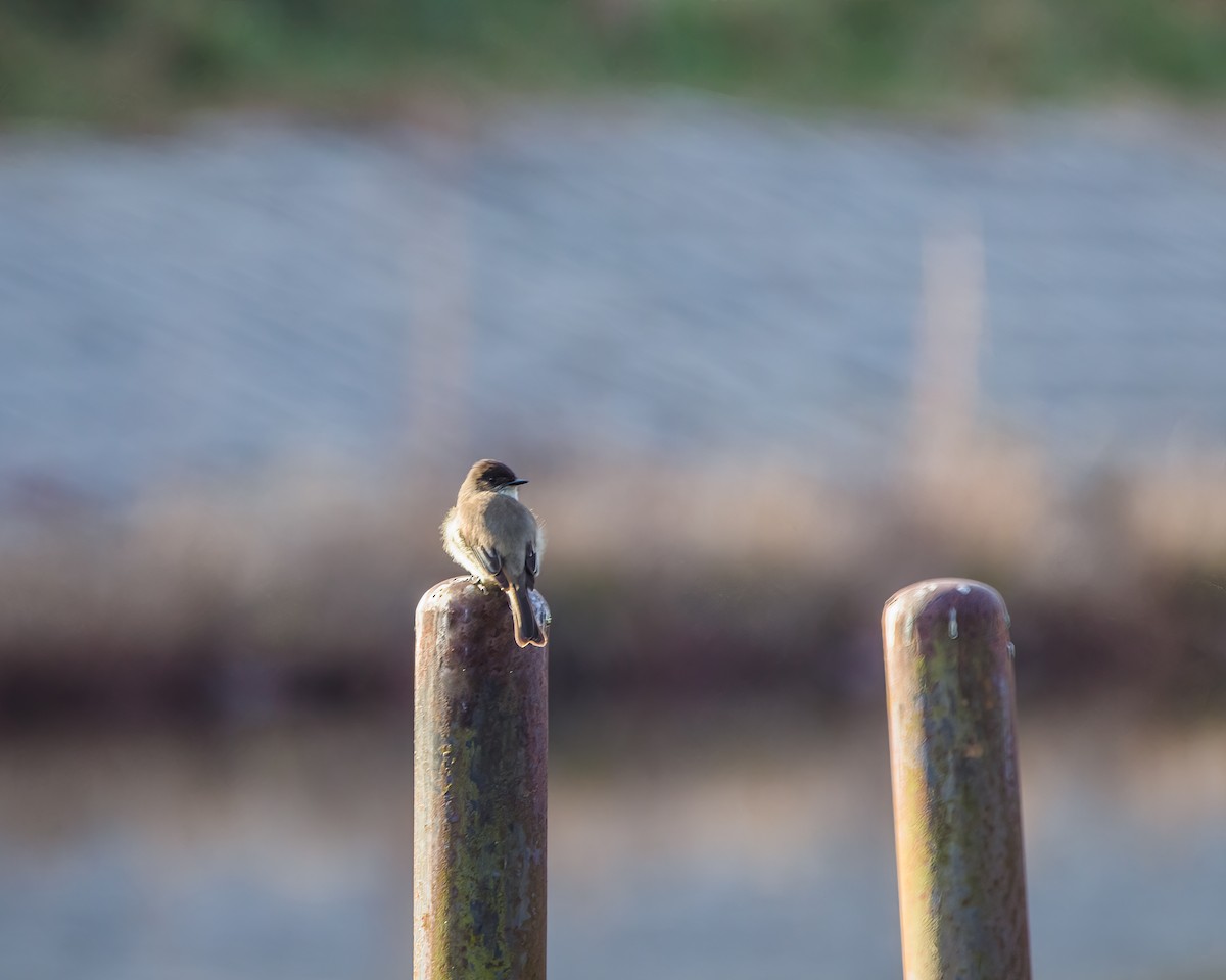 Eastern Phoebe - ML537249891