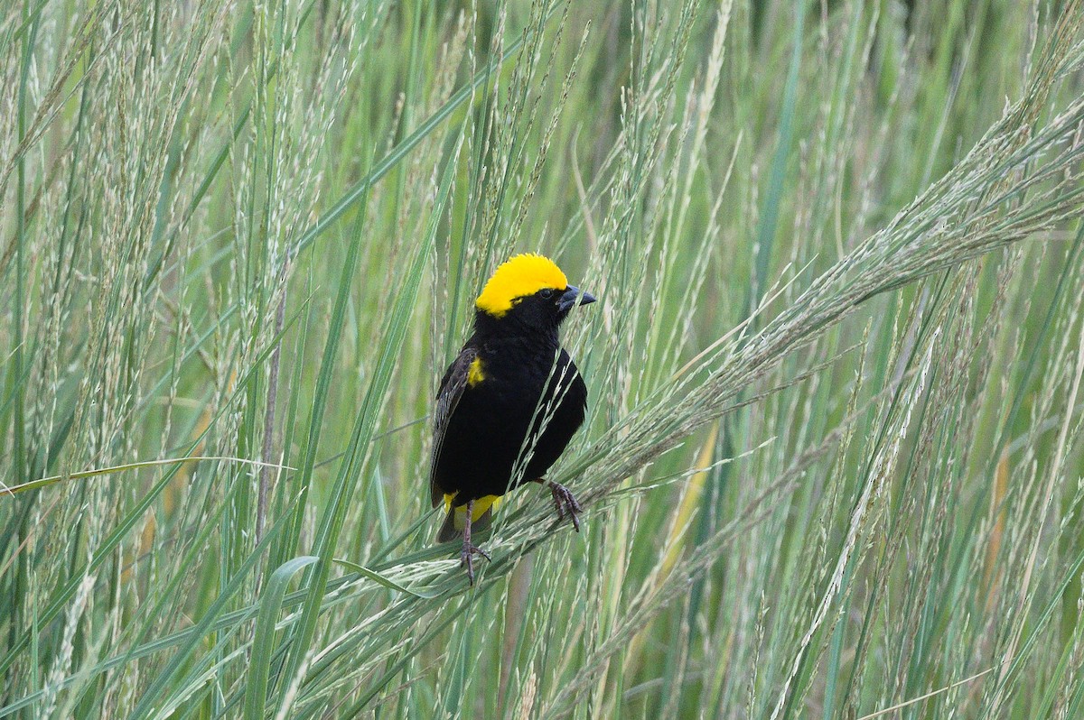 Yellow-crowned Bishop - Richard Gray