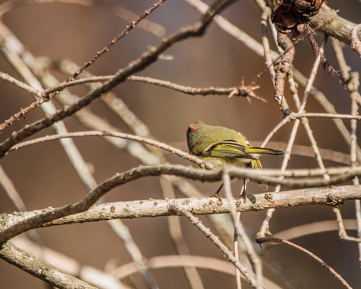 Ruby-crowned Kinglet - ML537250081