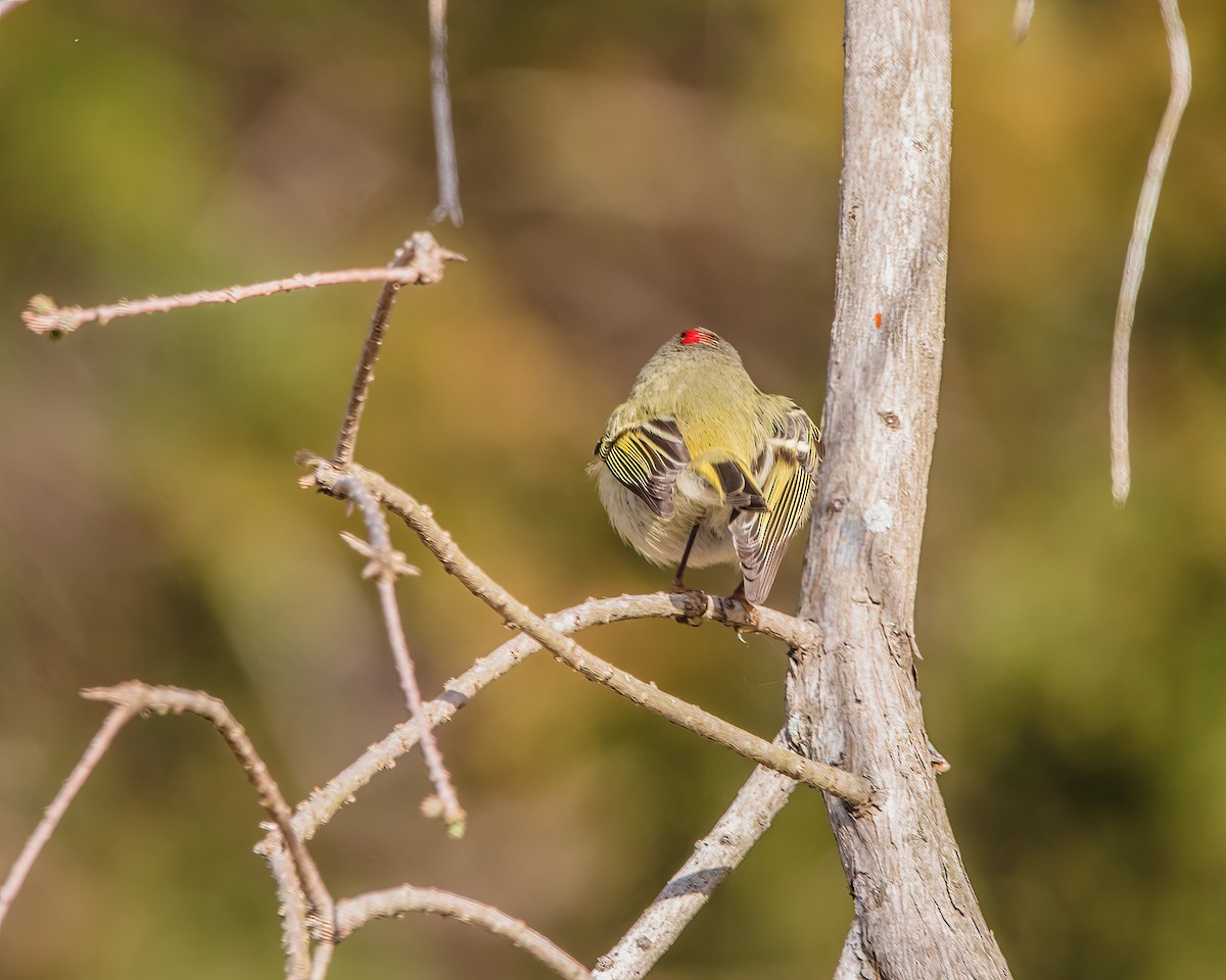 Ruby-crowned Kinglet - ML537250091