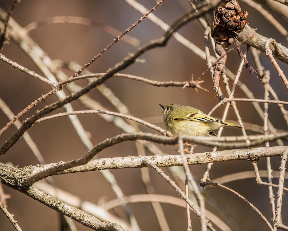 Ruby-crowned Kinglet - ML537250101