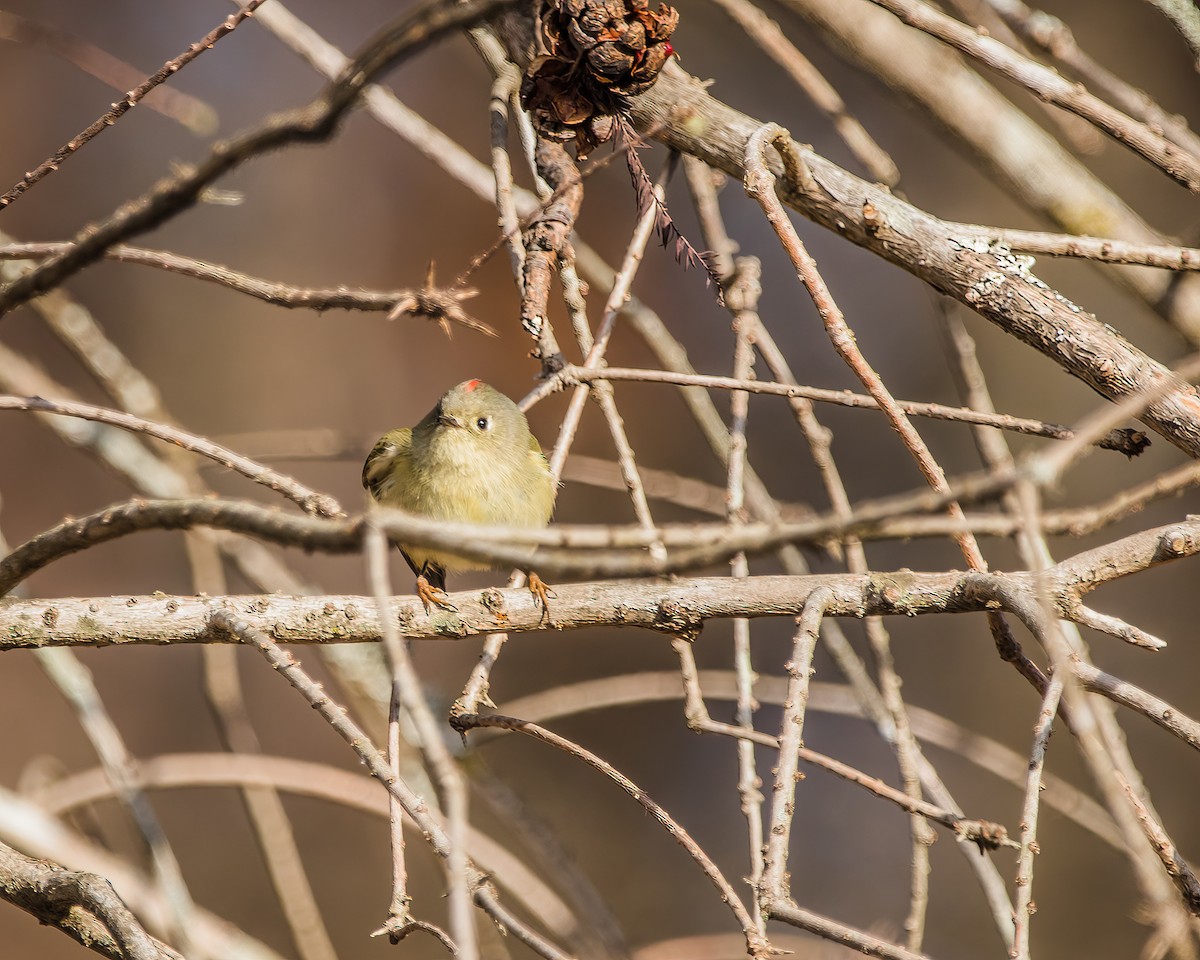 Ruby-crowned Kinglet - ML537250111