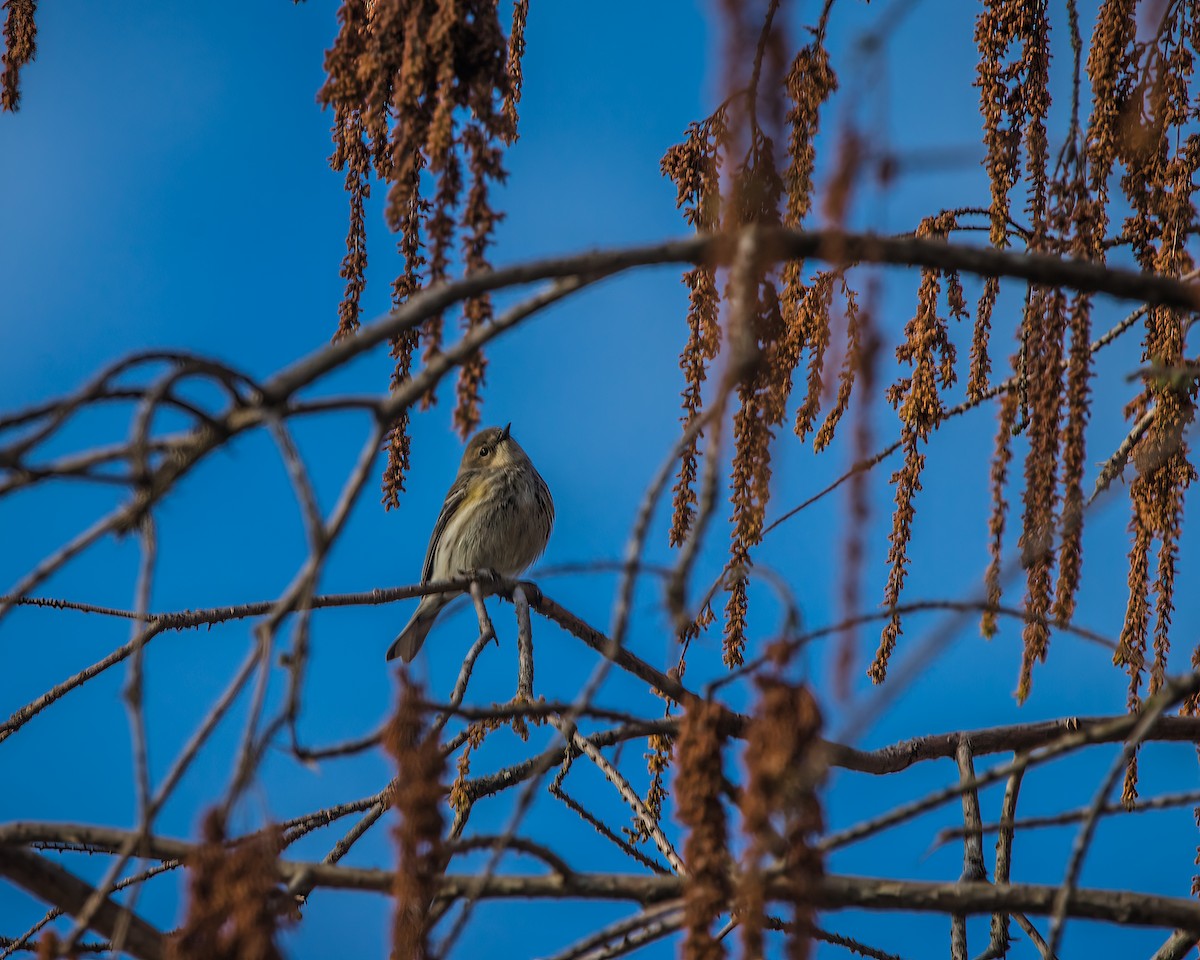 Yellow-rumped Warbler - ML537250401