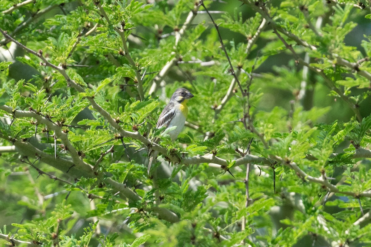 Lemon-breasted Seedeater - ML537250601