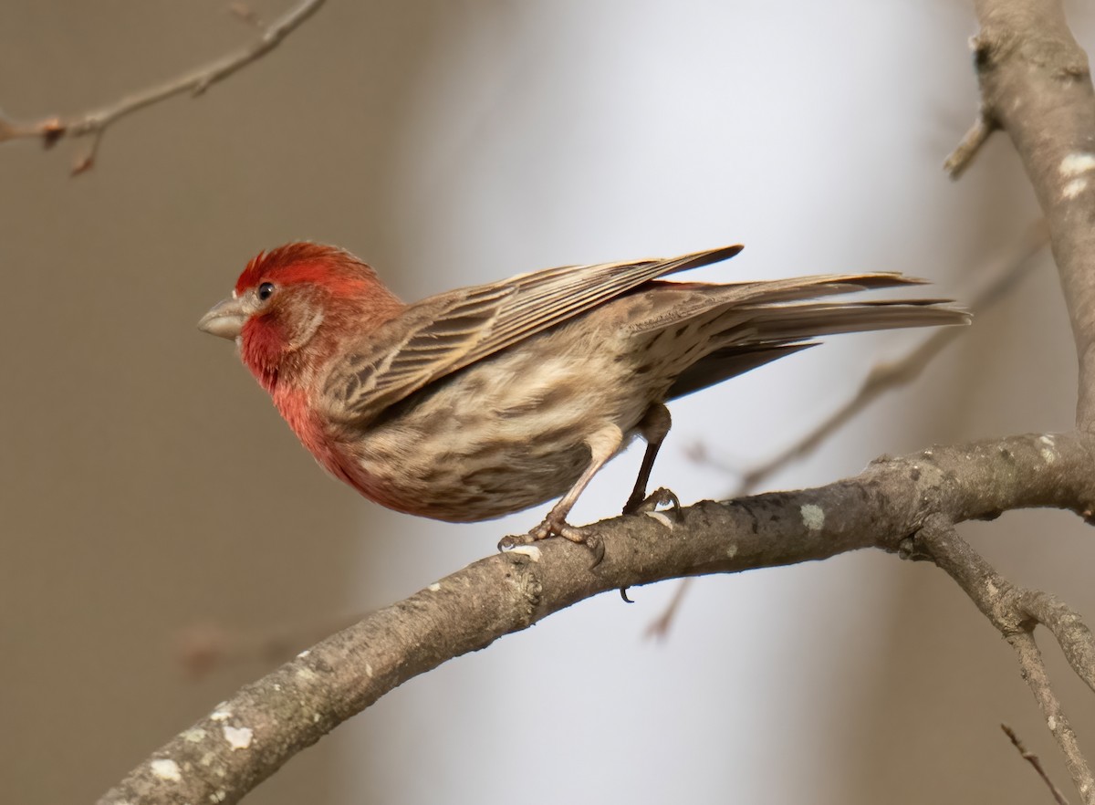 House Finch - ML537251341