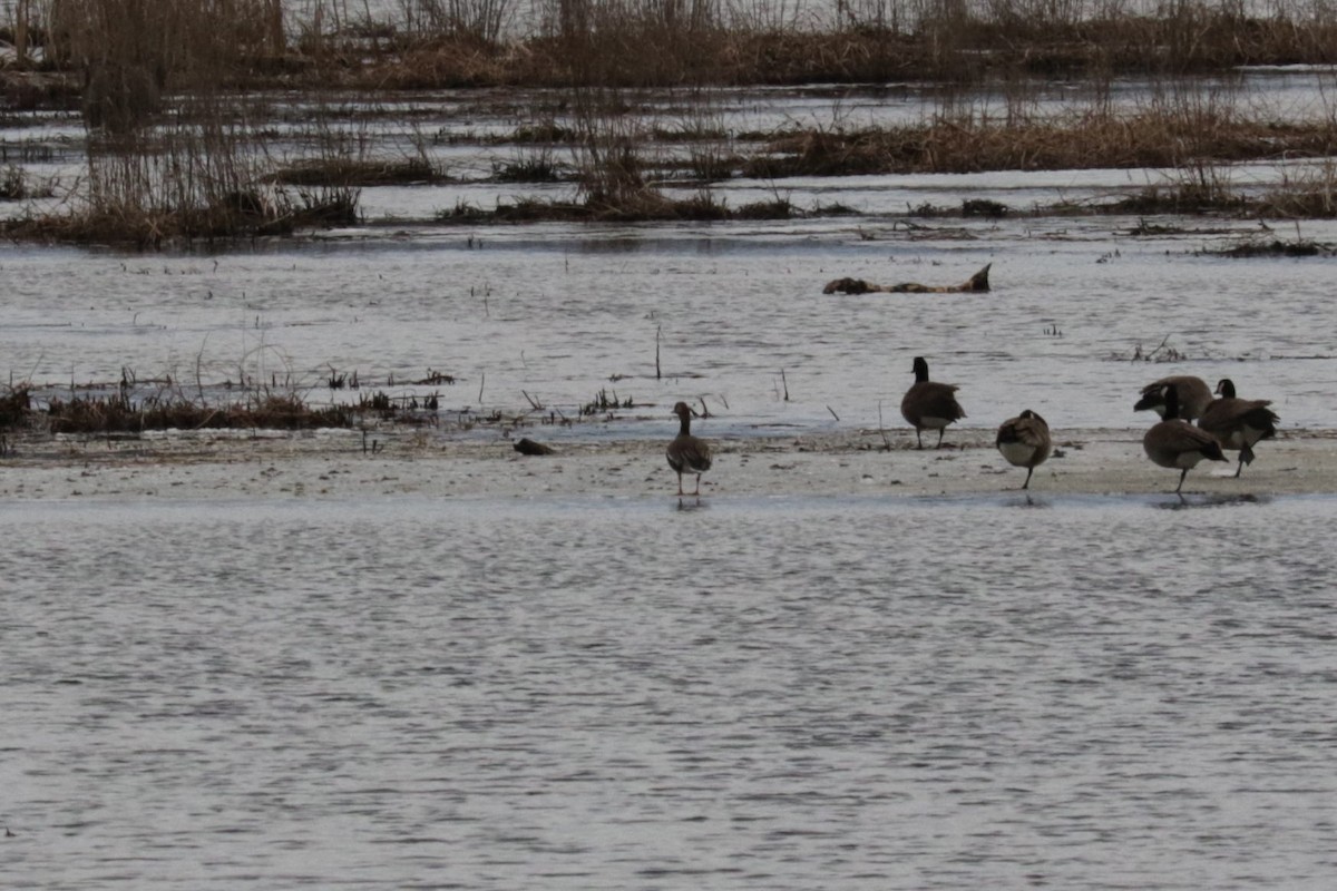 Greater White-fronted Goose - Michael Ingles