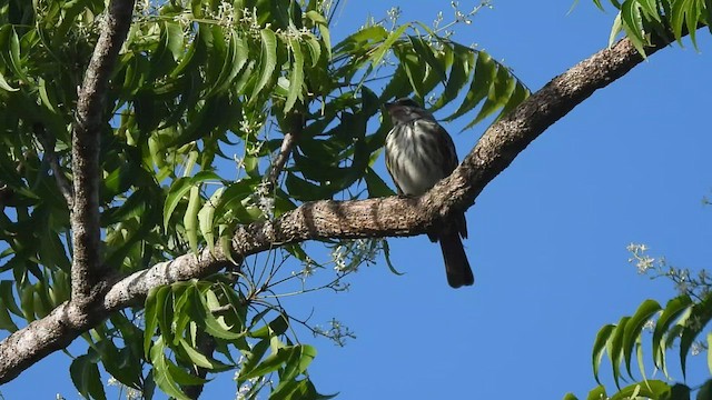 Streaked Flycatcher - ML537253171