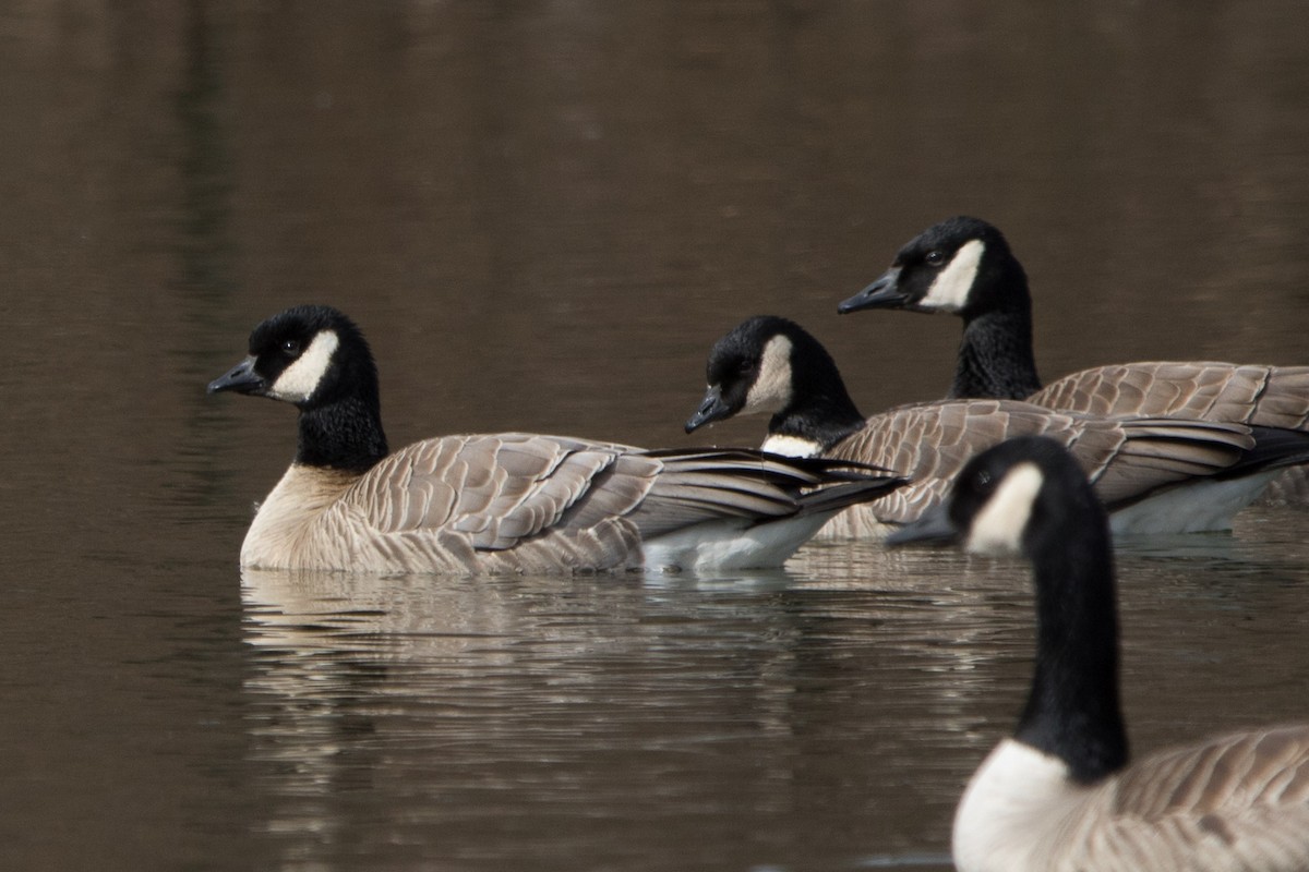 Cackling Goose - Alex Bernzweig