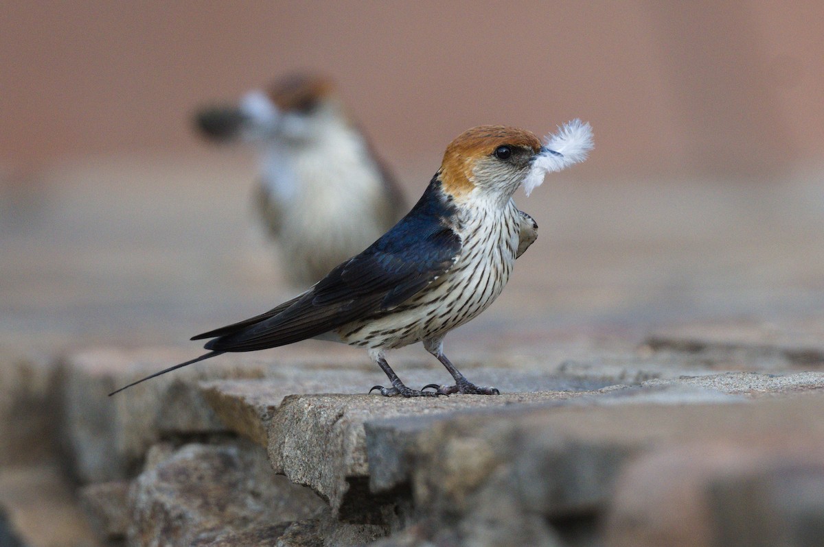 Greater Striped Swallow - ML537255841