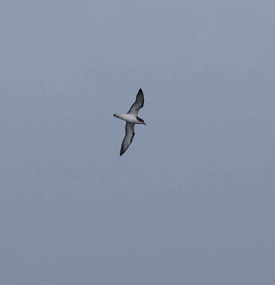 Cook's Petrel - Murray DELAHOY