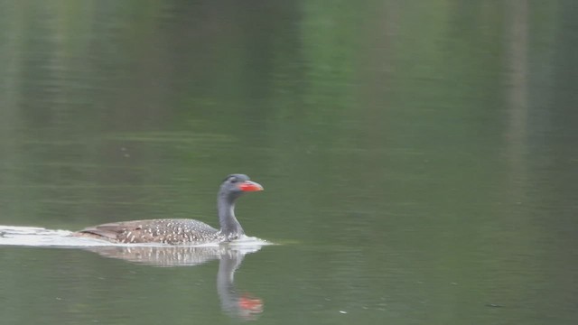 African Finfoot - ML537257131