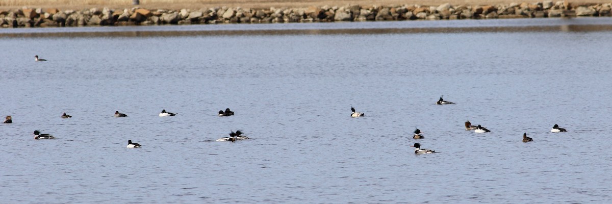 Red-breasted Merganser - ML537257571