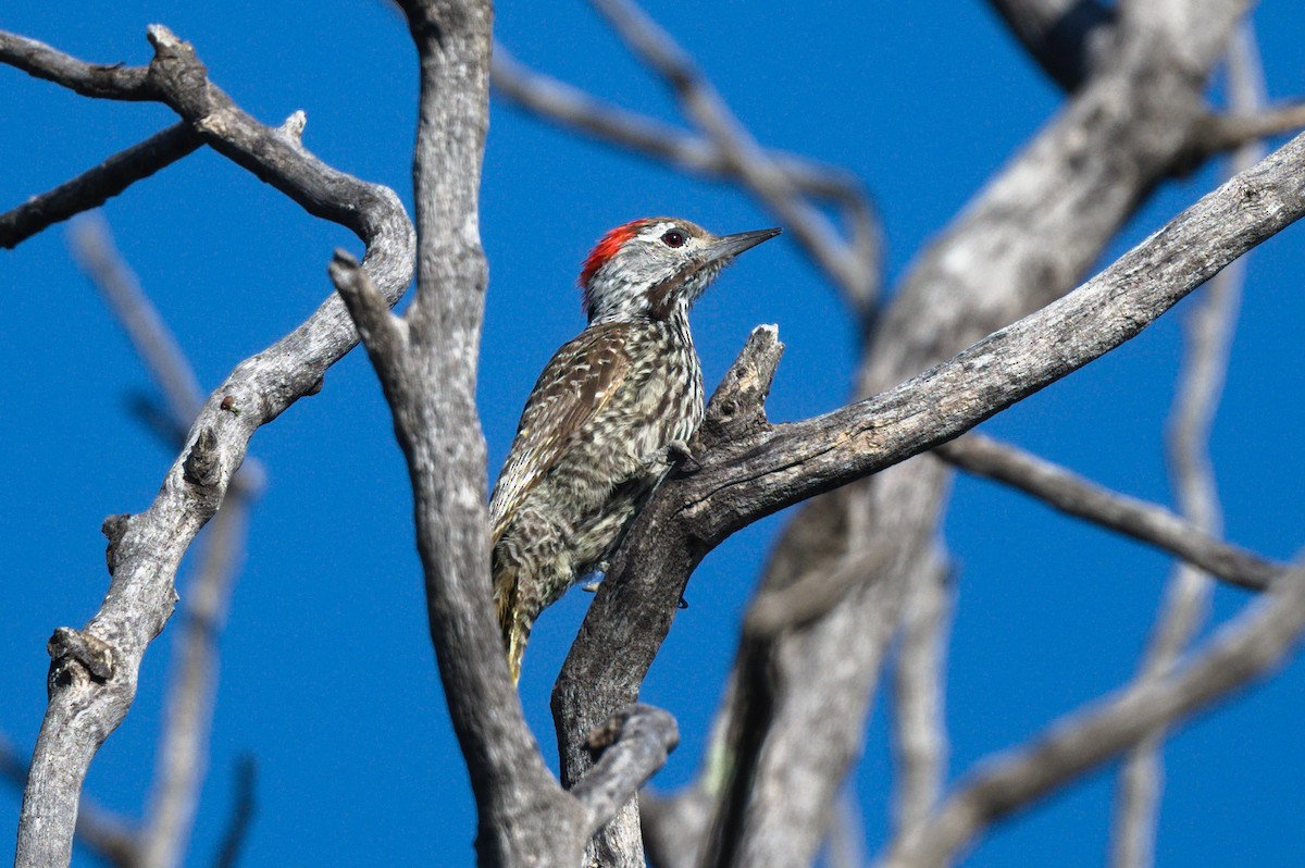 Cardinal Woodpecker - ML537257631