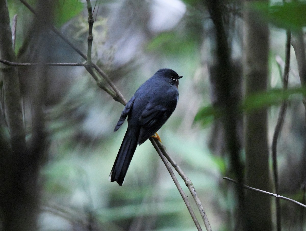 Rufous-throated Solitaire - Zachary Peterson