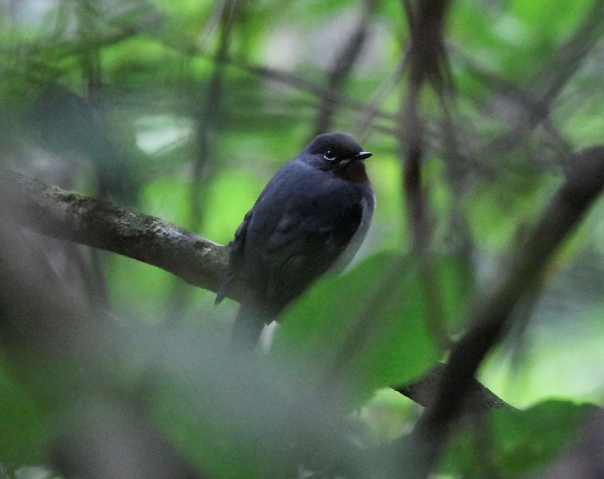 Rufous-throated Solitaire - Zachary Peterson