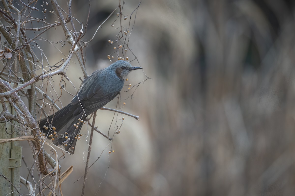 Brown-eared Bulbul - ML537259441