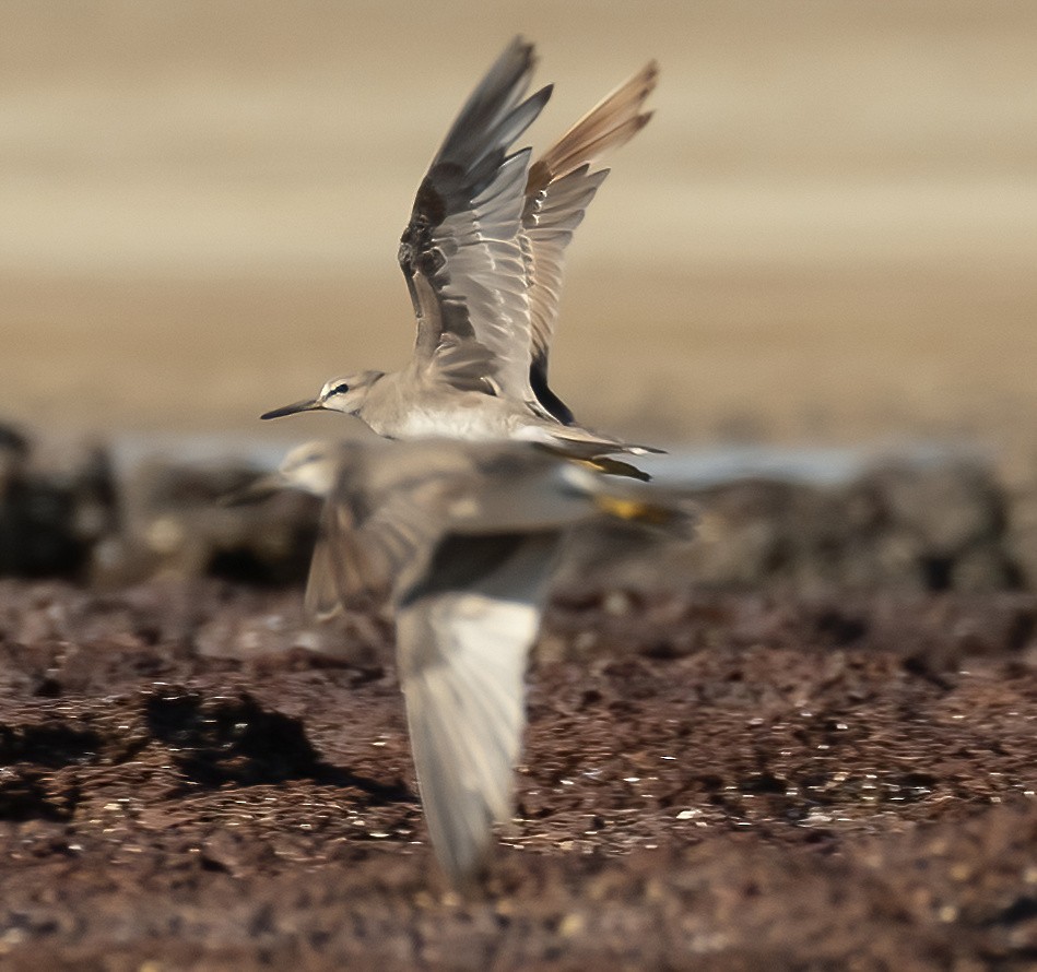 Gray-tailed Tattler - ML537260171