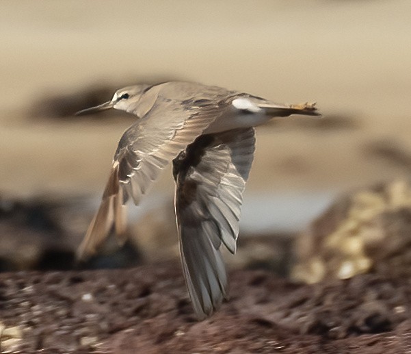 Gray-tailed Tattler - ML537260221