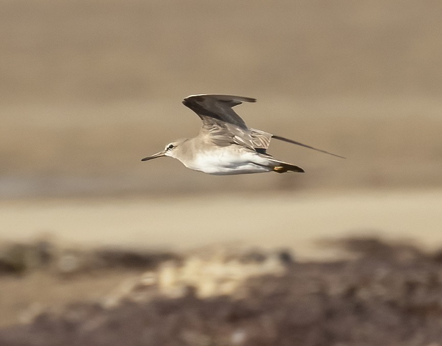 Gray-tailed Tattler - ML537260371