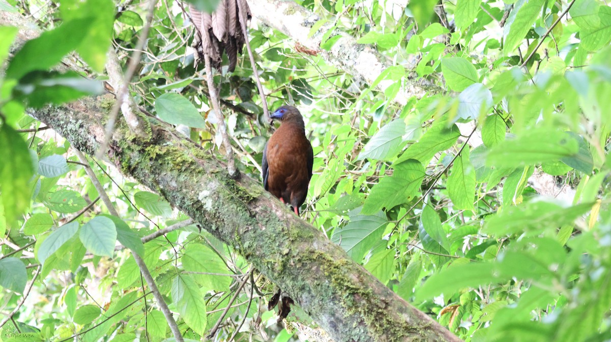 Sickle-winged Guan - ML537261401