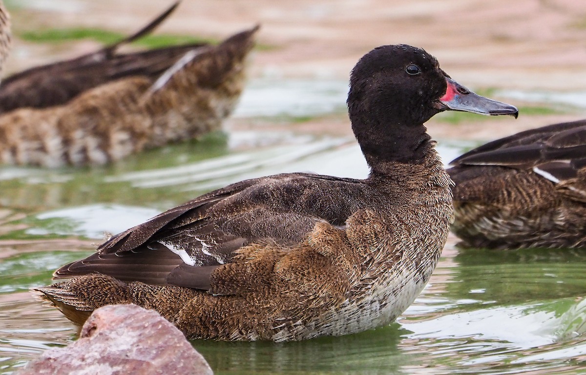 Black-headed Duck - ML537263481