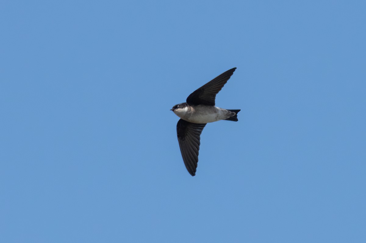 Asian House-Martin - ML537263901