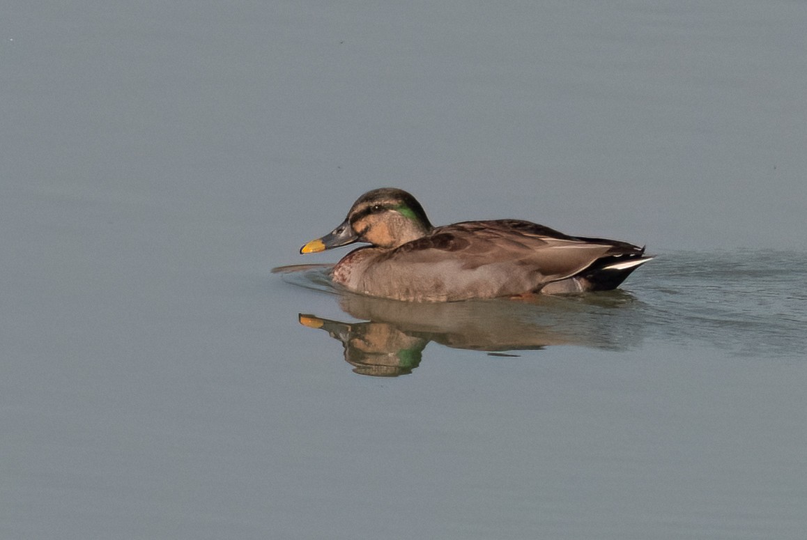 Mallard x Eastern Spot-billed Duck (hybrid) - ML537264021
