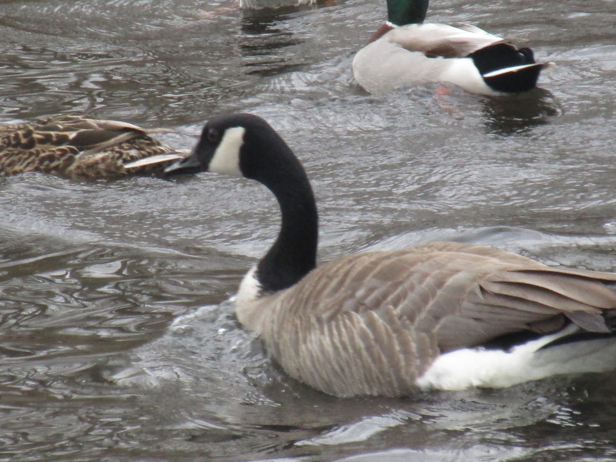 Canada Goose (moffitti/maxima) - ML53726651