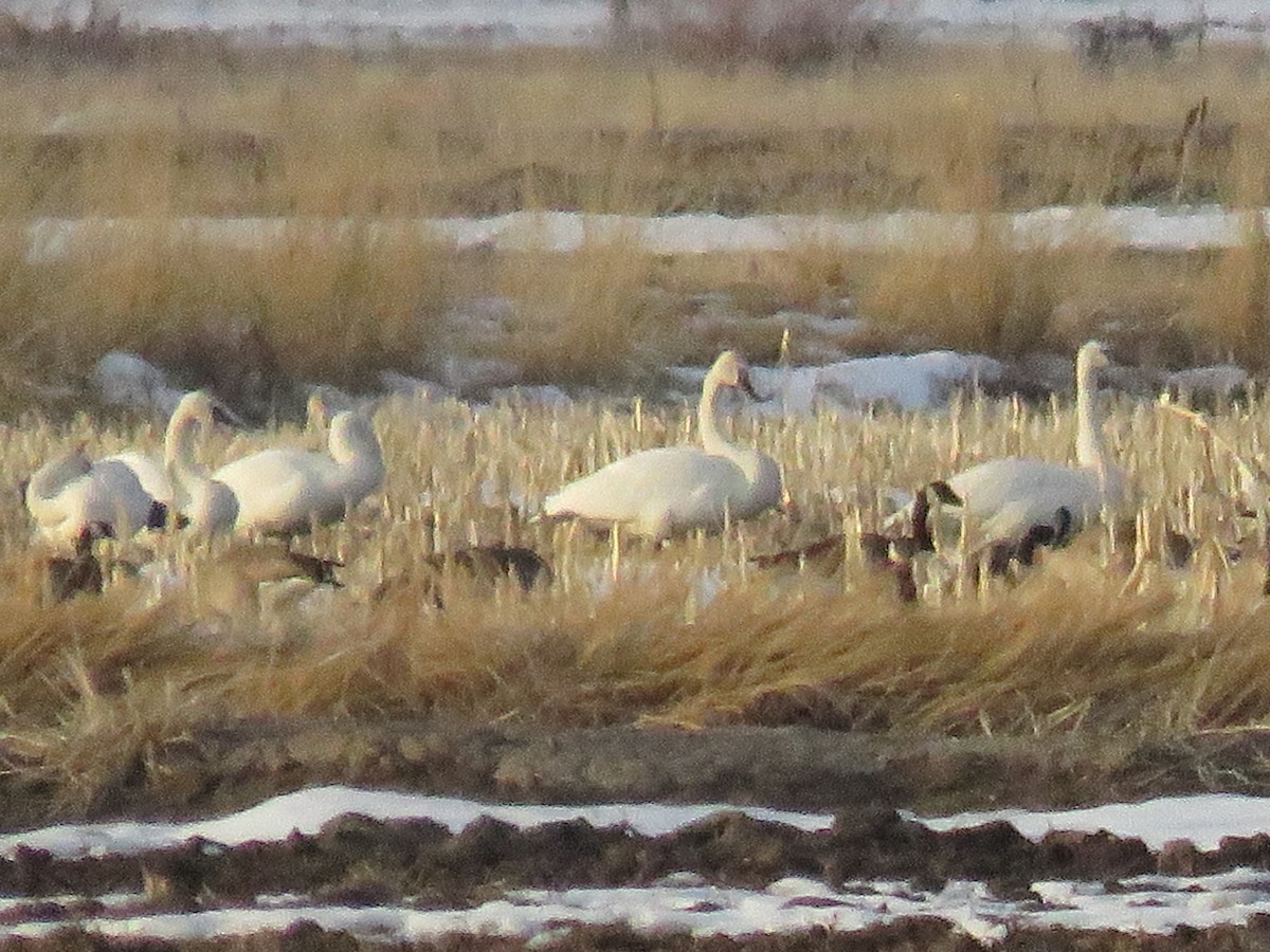 Trumpeter Swan - ML537269941