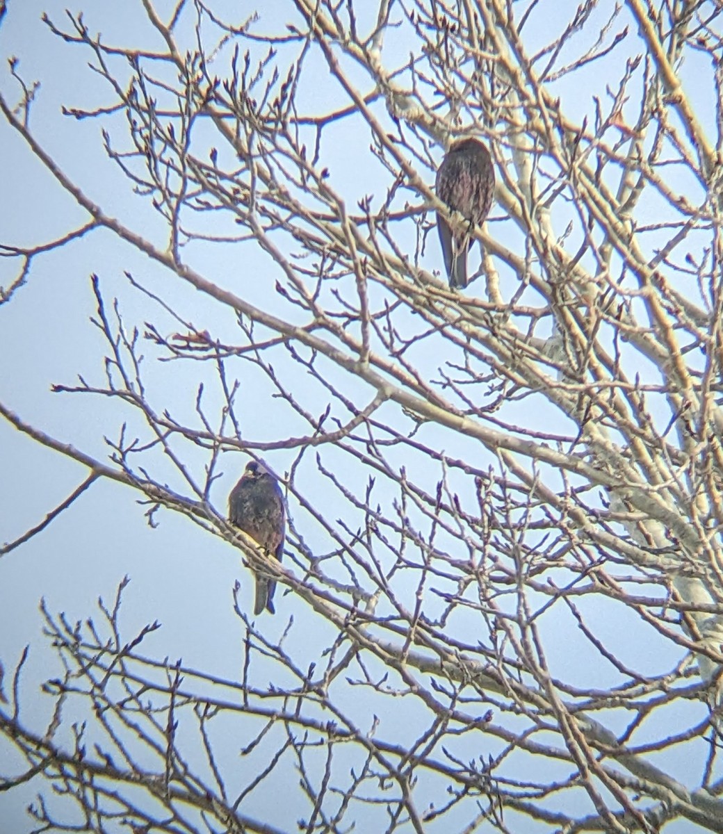 Black Rosy-Finch - ML537270031