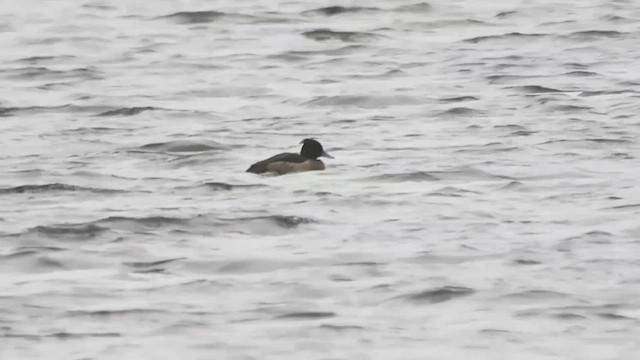 Tufted Duck - ML537270671