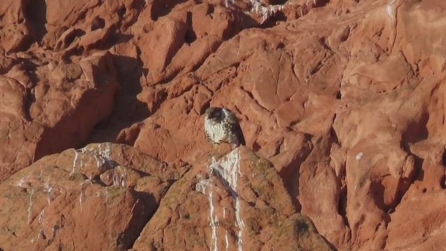 Prairie Falcon - ML537271771