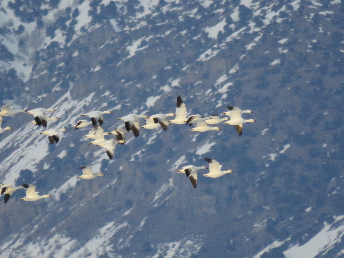 Snow Goose - ML537272101