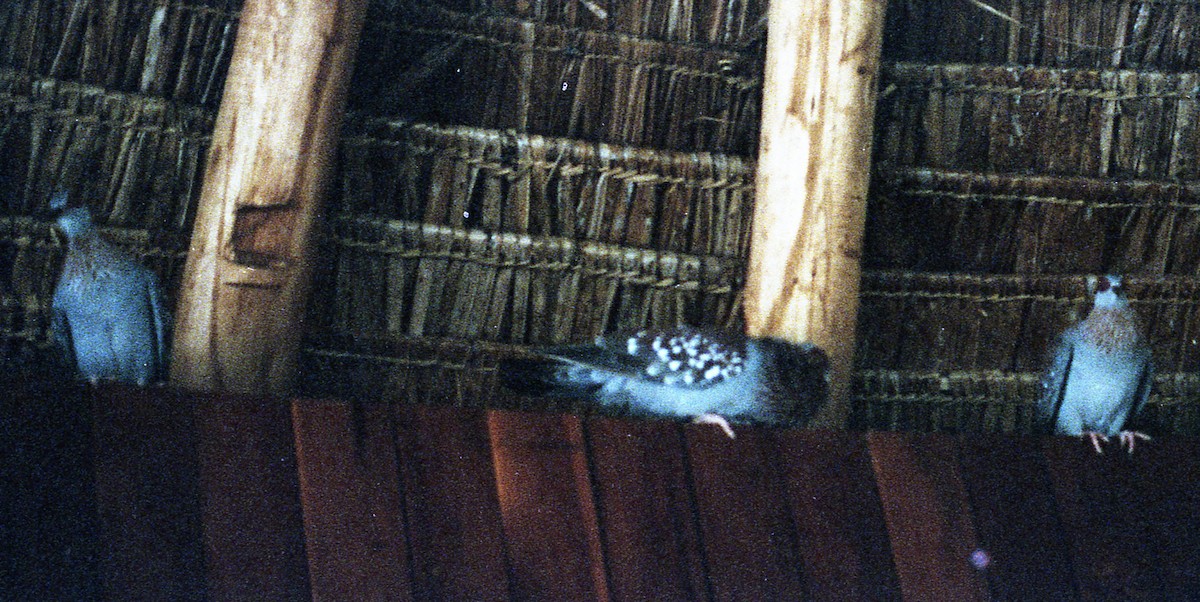 Speckled Pigeon - Tresa Moulton