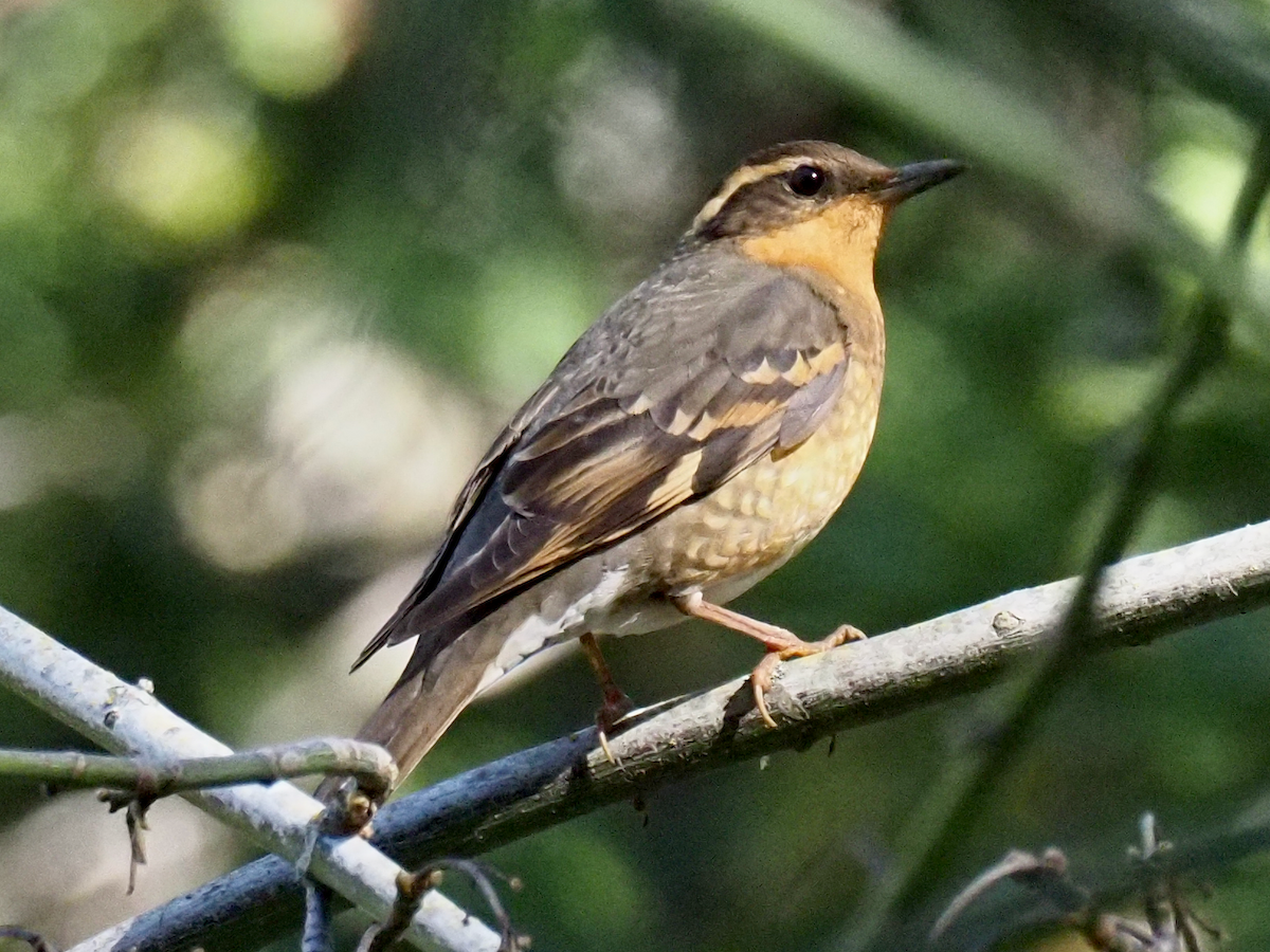 Varied Thrush - Steven Patt