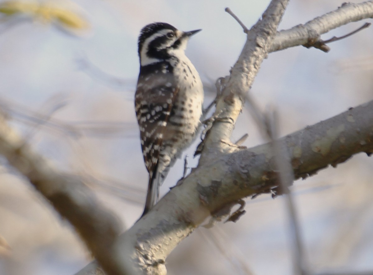 Nuttall's Woodpecker - ML537273601