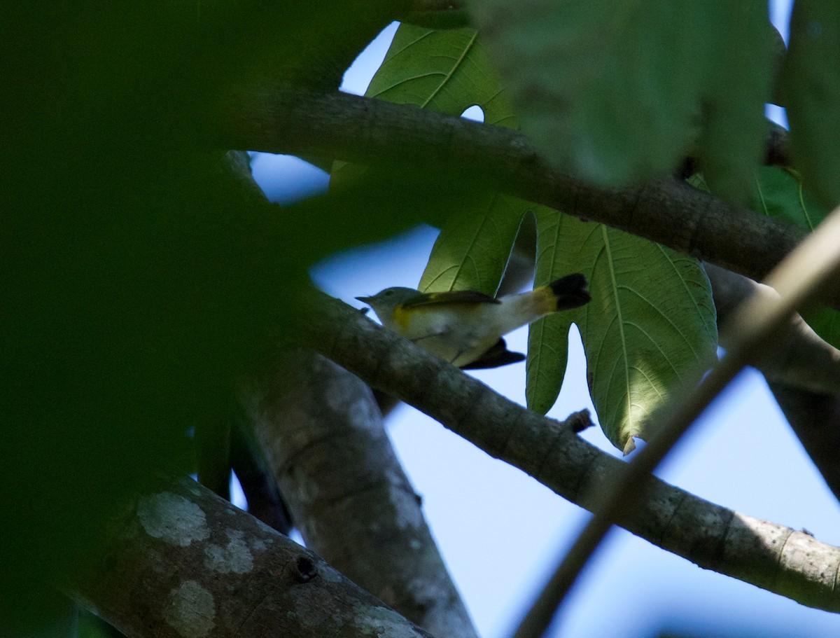 American Redstart - ML537273621