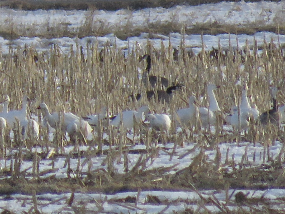 Snow Goose - ML537274811