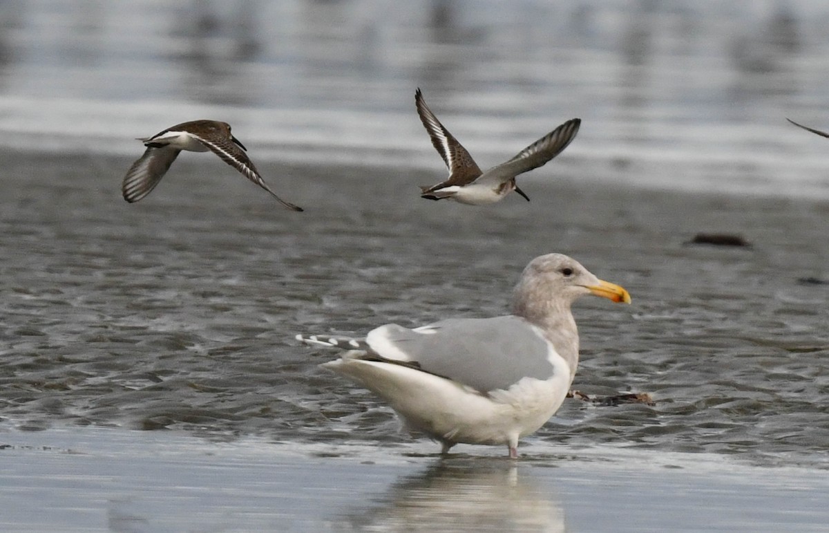 California Gull - ML537275101