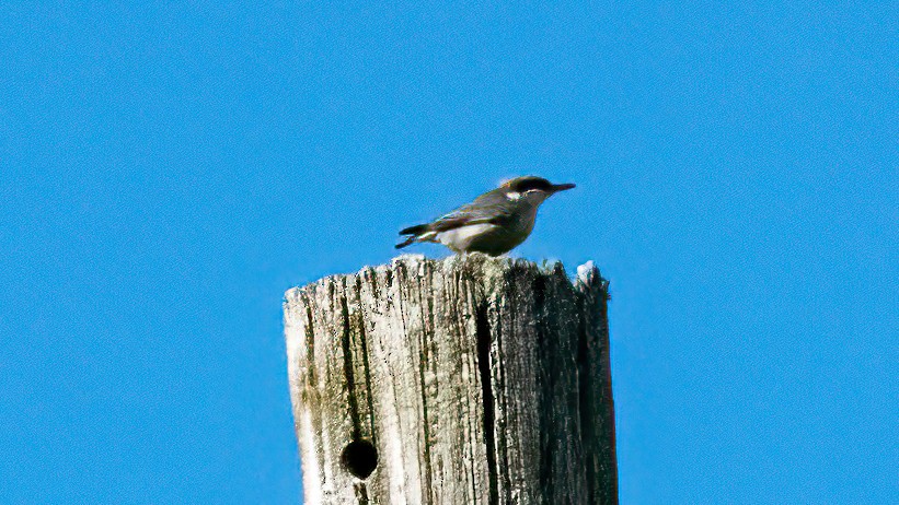 Brown-headed Nuthatch - ML537275381